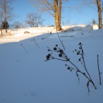 IMG_8324