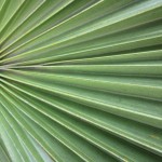 IMG_8411