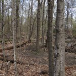 IMG_0245