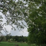 IMG_0547