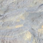 IMG_8791