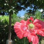 IMG_1371