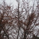IMG_3702