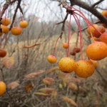 IMG_3709