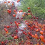 IMG_3737
