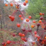 IMG_3738