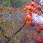 IMG_3746