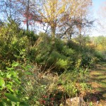 IMG_3607