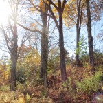 IMG_3609