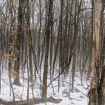 IMG_3938
