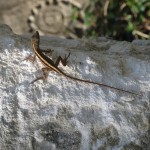 IMG_4753