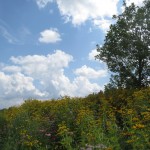IMG_6700