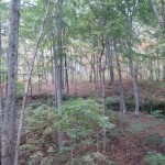 IMG_7502