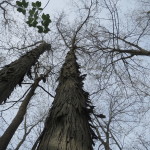 IMG_8533