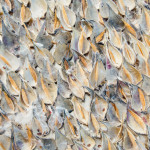 Detail Milkweed Icon